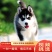 格力犬猎犬