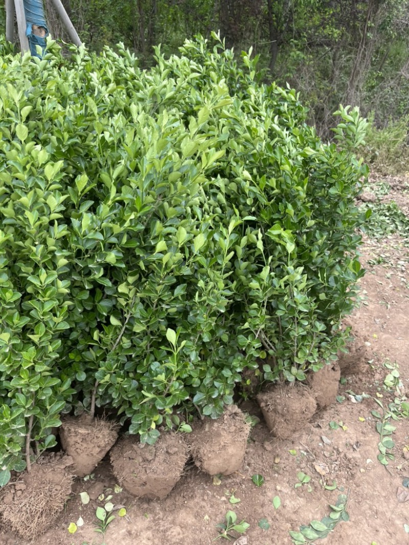 江苏卫矛小苗，基地现挖现发，规格齐全，保证存活率