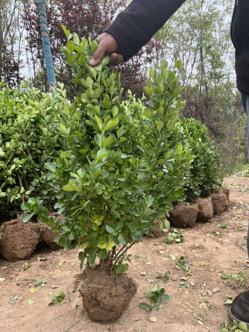 江苏卫矛小苗，基地现挖现发，规格齐全，保证存活率
