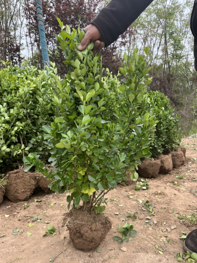 江苏卫矛小苗，基地现挖现发，规格齐全，保证存活率