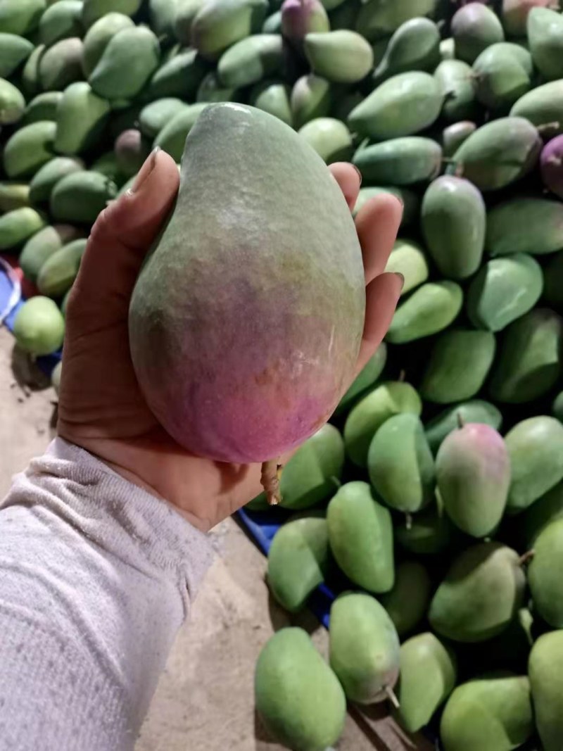 精品台农芒果