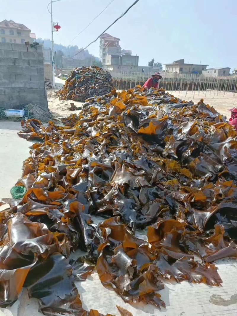 福建干海带产地直销日晒挂菜盐渍海带零售批发