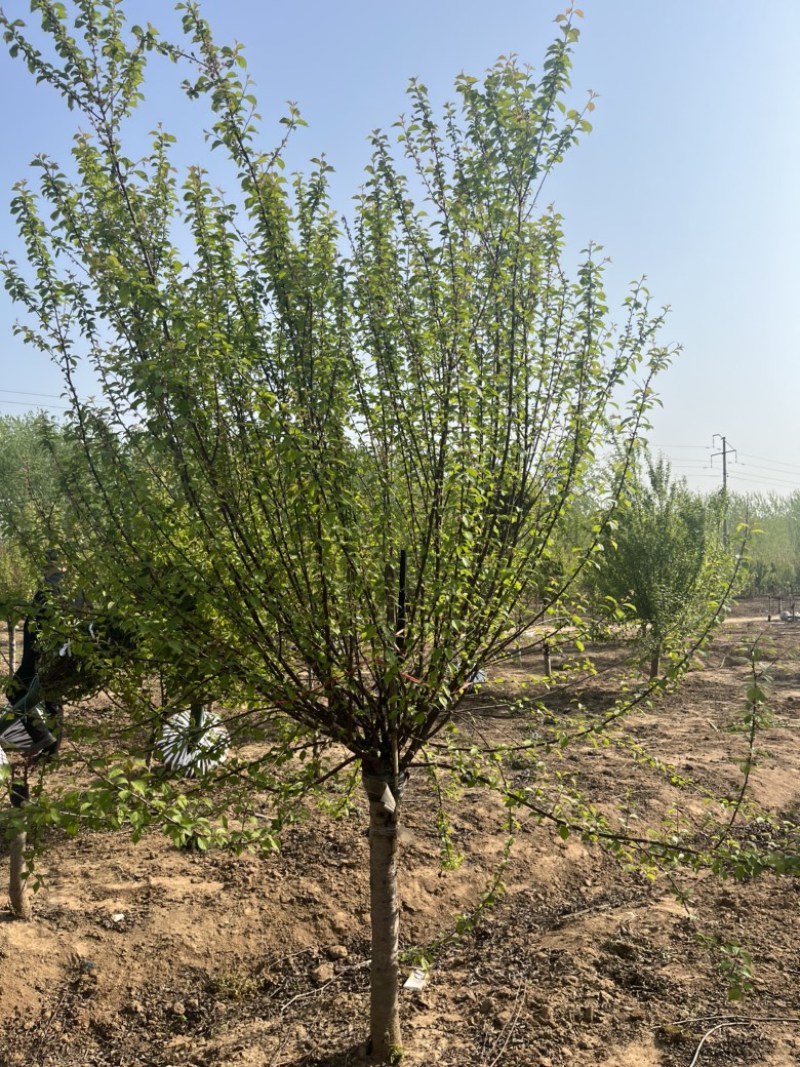 江苏榆叶梅，各种规格榆叶梅，苗圃供应，保质保量