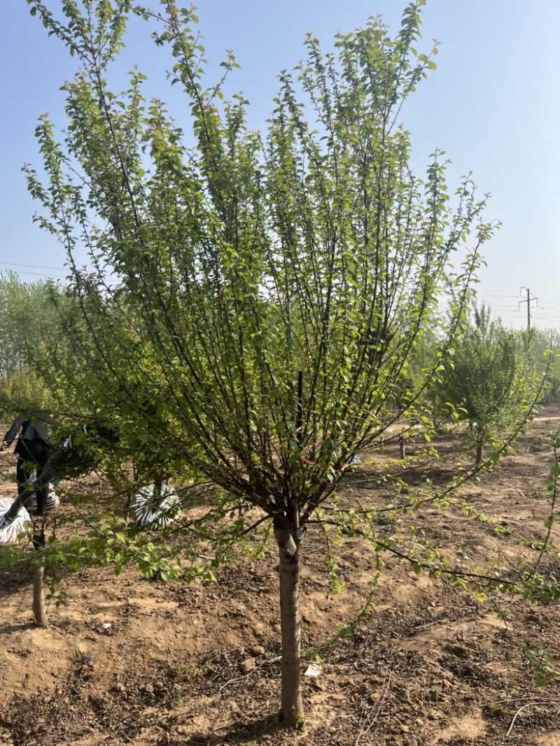 江苏榆叶梅，各种规格榆叶梅，苗圃供应，保质保量