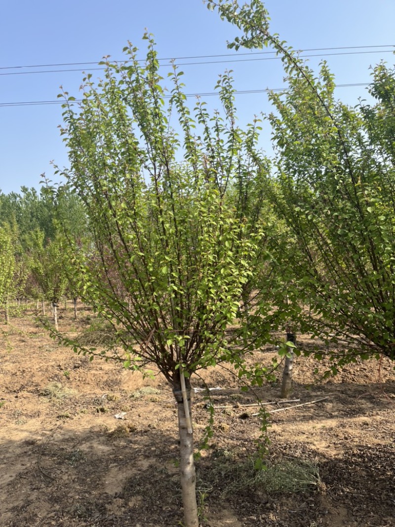 江苏榆叶梅，各种规格榆叶梅，苗圃供应，保质保量
