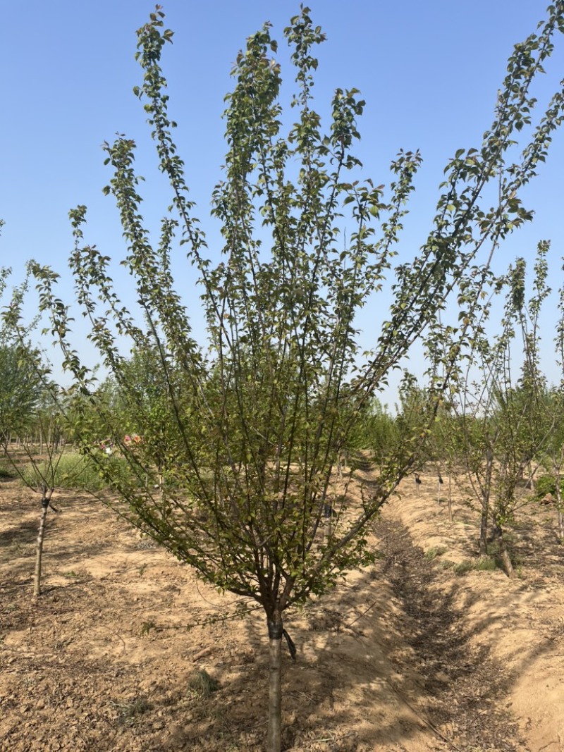 江苏榆叶梅，各种规格榆叶梅，苗圃供应，保质保量