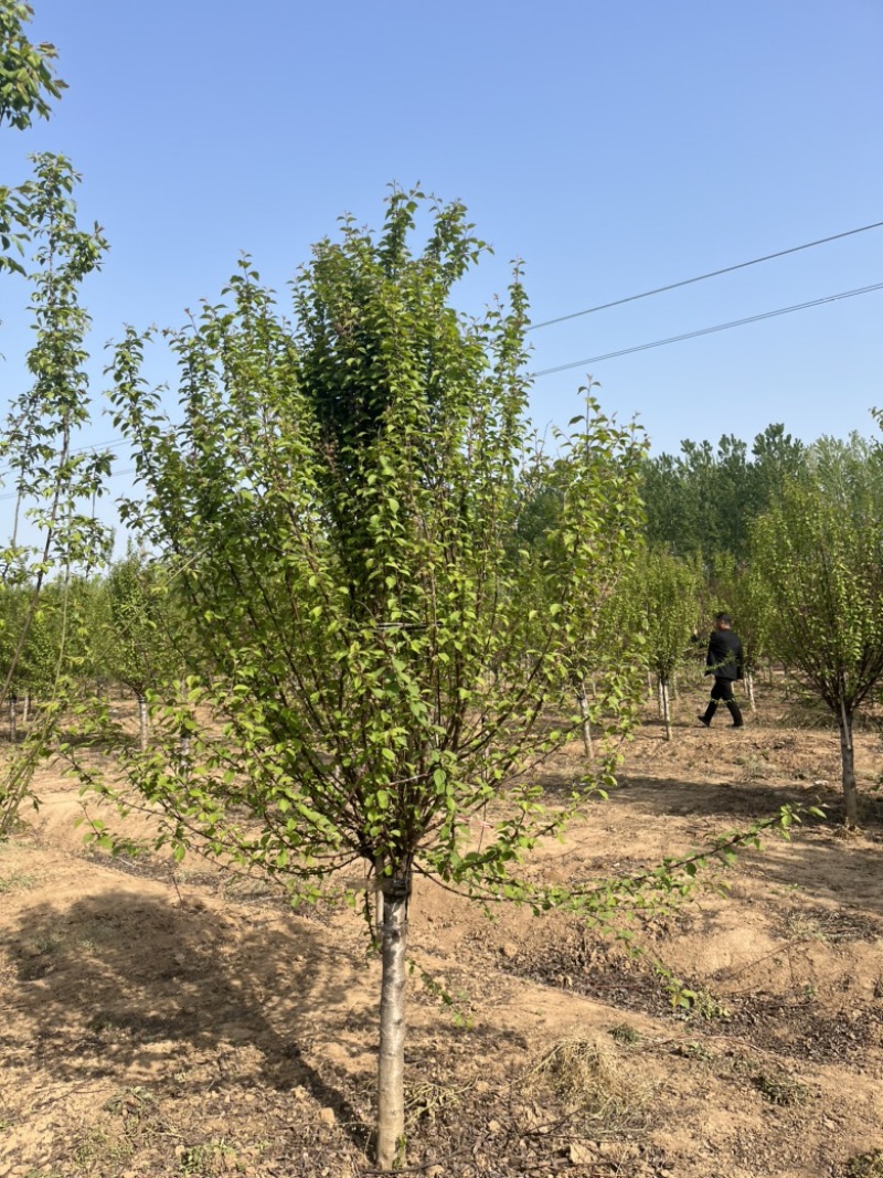 江苏榆叶梅，各种规格榆叶梅，苗圃供应，保质保量