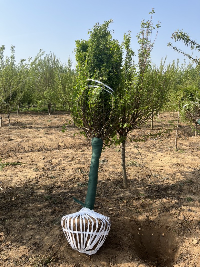 江苏榆叶梅，各种规格榆叶梅，苗圃供应，保质保量