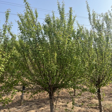江苏榆叶梅，各种规格榆叶梅，苗圃供应，保质保量