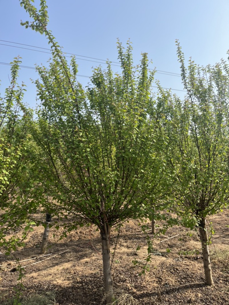 江苏榆叶梅，各种规格榆叶梅，苗圃供应，保质保量