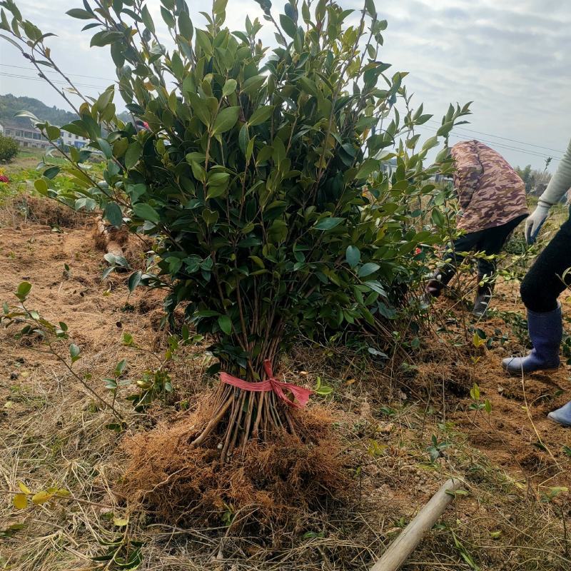 高产嫁接油茶苗