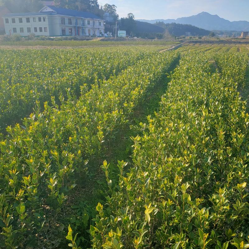 高产嫁接油茶苗