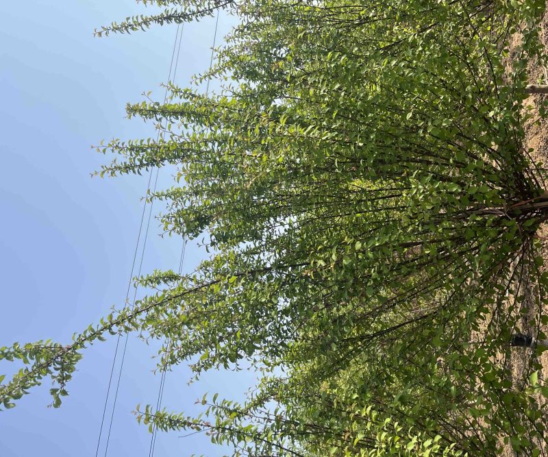 江苏榆叶梅，各种规格榆叶梅，苗圃供应，保质保量