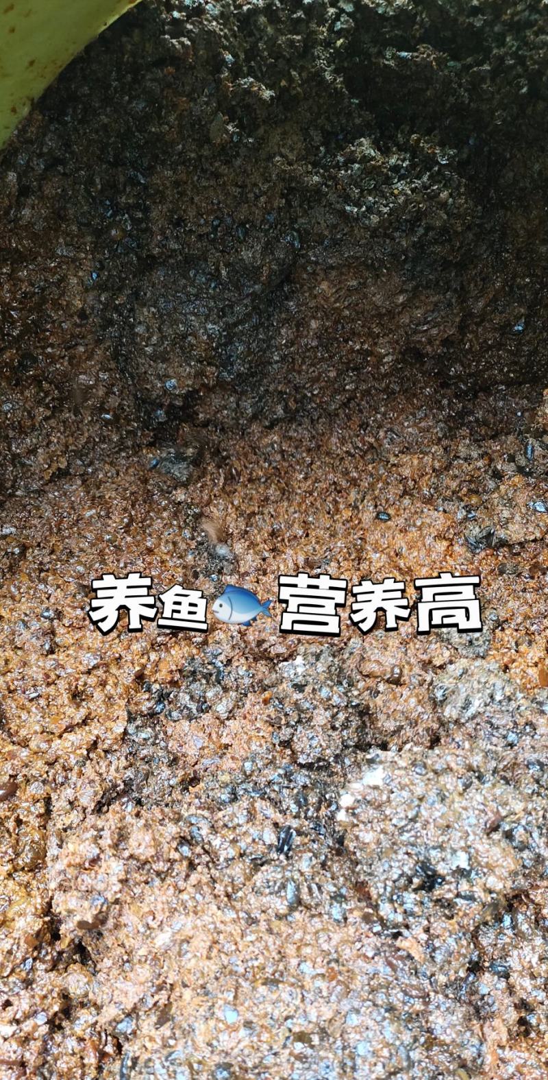 酱油渣，喂鱼天花板。