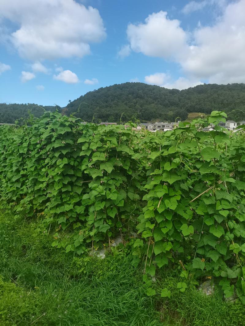 福信牌小金豆