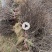 驰渊猕猴桃嫁接苗实生苗以及水杨桃苗大量现货