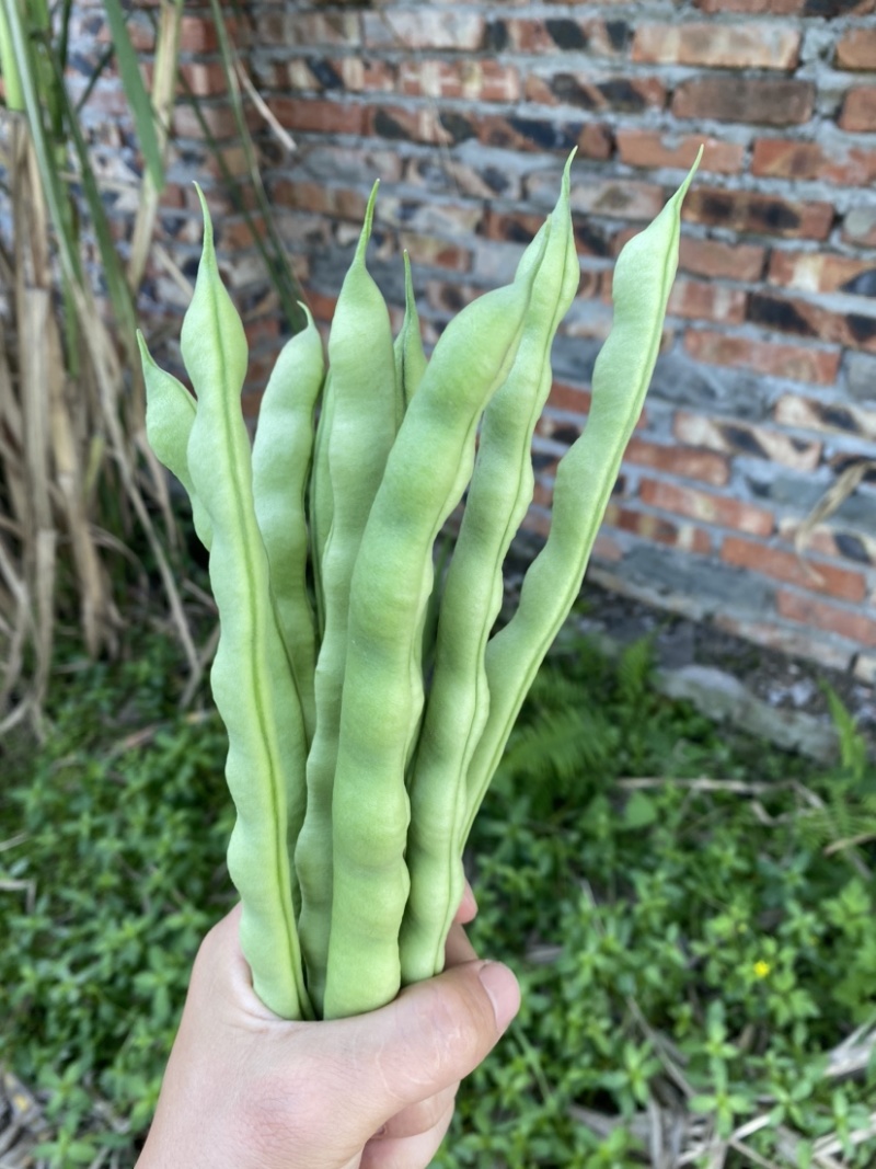 遂宁精品四季豆