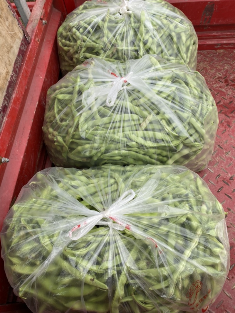 遂宁精品四季豆