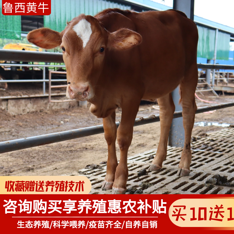 黄牛
