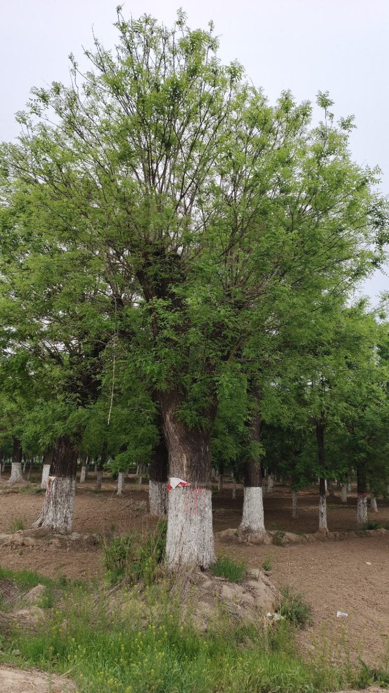 大规格，百年国槐，古槐基地40-80公分