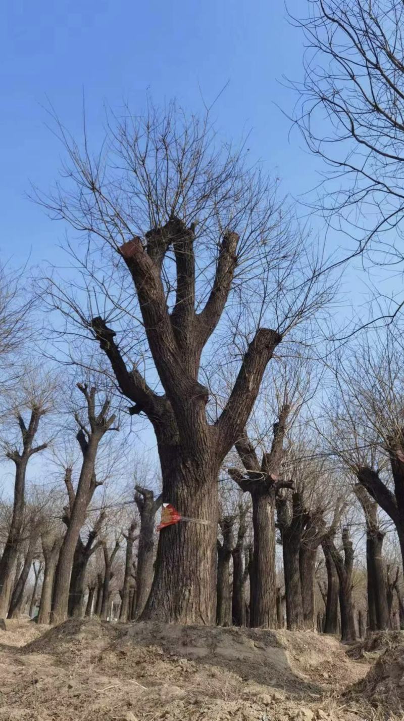 大规格，百年国槐，古槐基地40-80公分