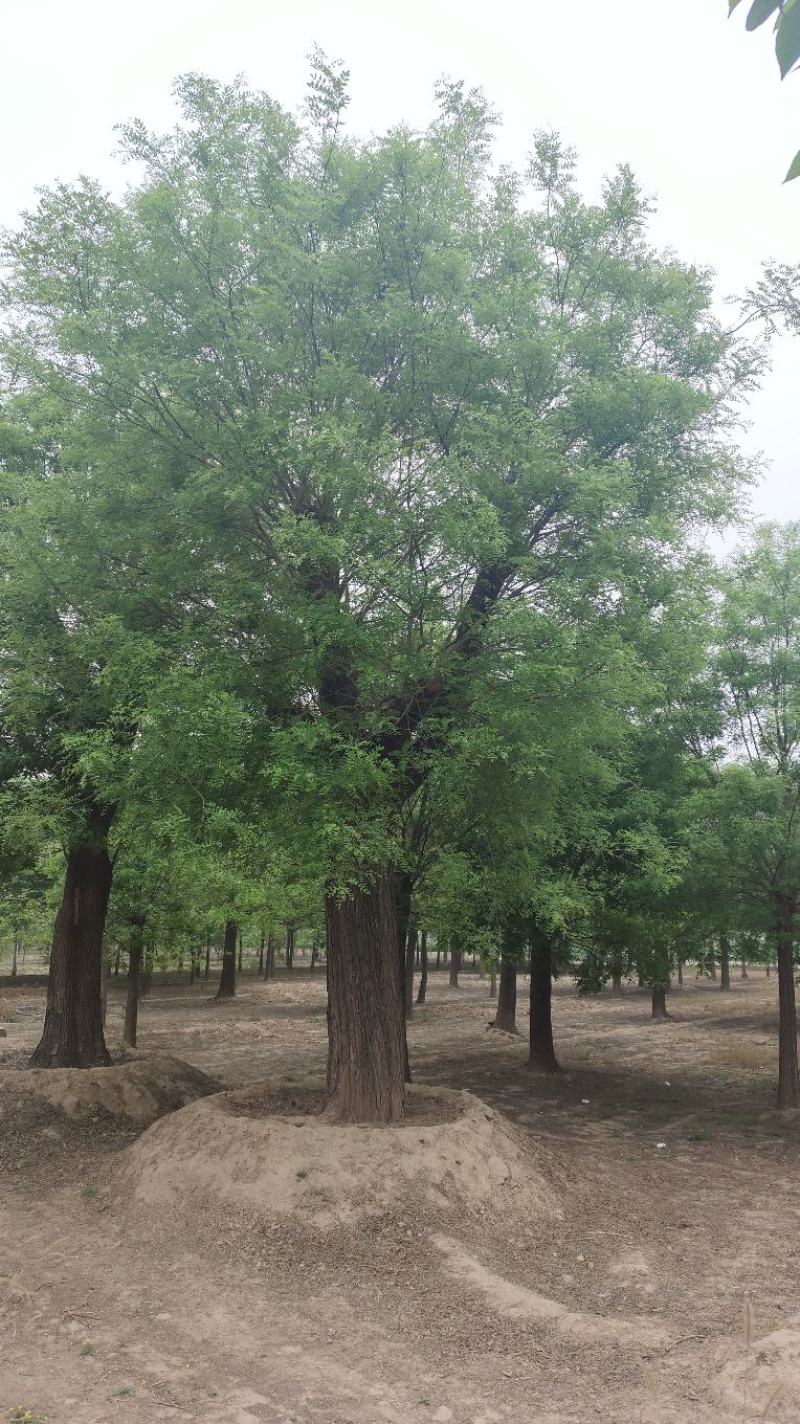 大规格，百年国槐，古槐基地40-80公分