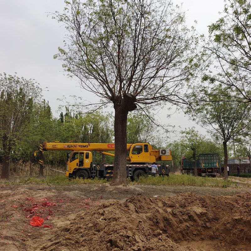 大规格，百年国槐，古槐基地40-80公分