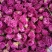 平阴玫瑰鲜花冠