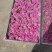 平阴玫瑰鲜花冠