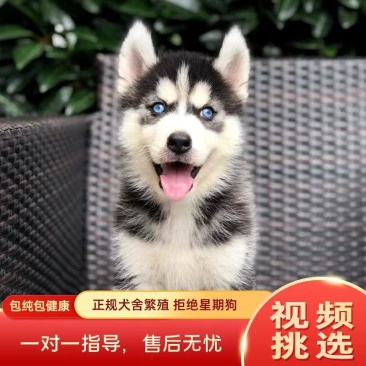 二哈，哈士奇！拆家小能手
