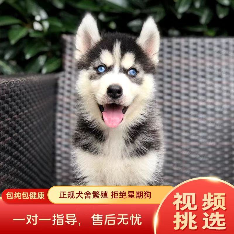 二哈，哈士奇！拆家小能手