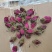 平阴玫瑰鲜花蕾