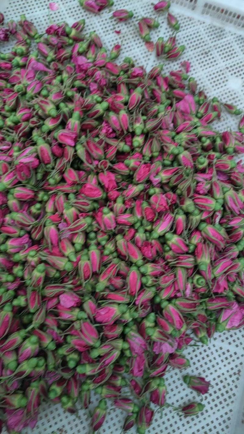 平阴玫瑰鲜花蕾