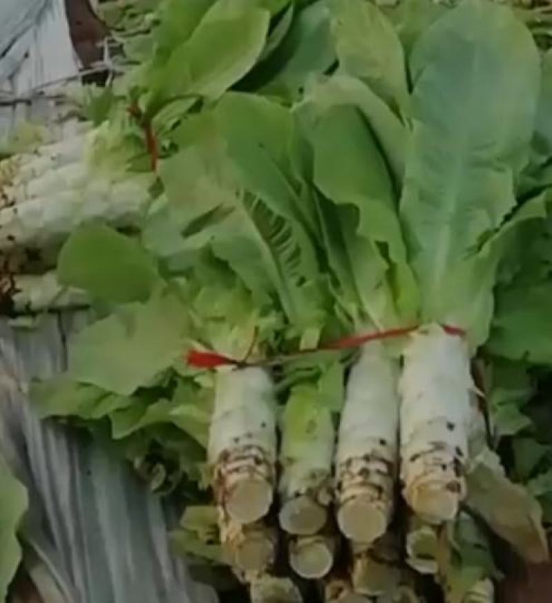 圆叶露天白笋大量上市，无黄叶裂口，代客看货