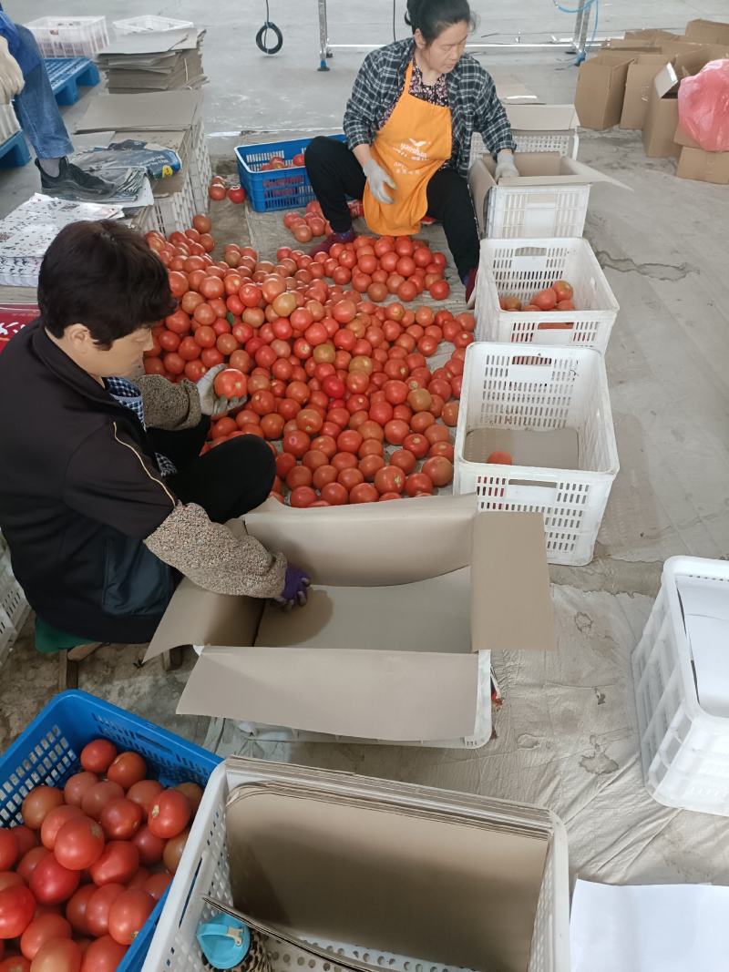 西红柿