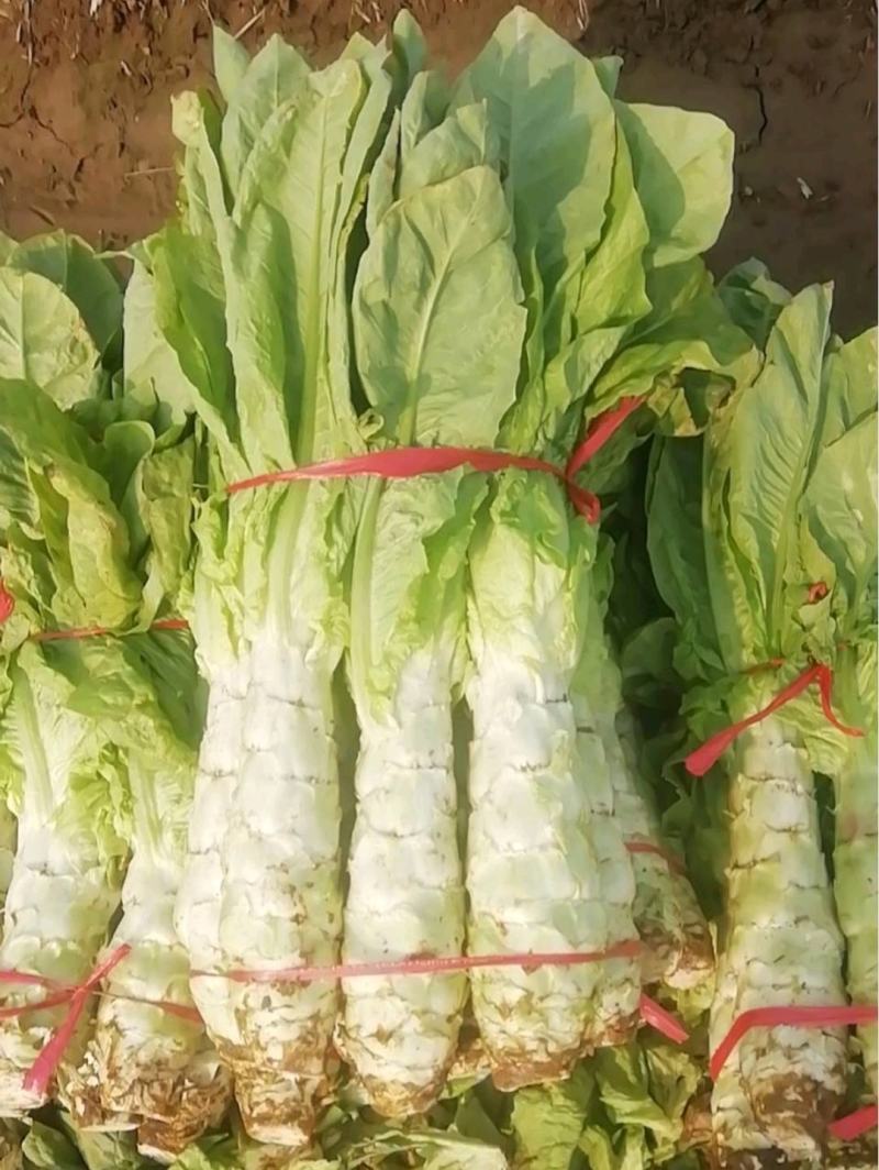 圆叶露天白笋大量上市，无黄叶裂口，代客看货