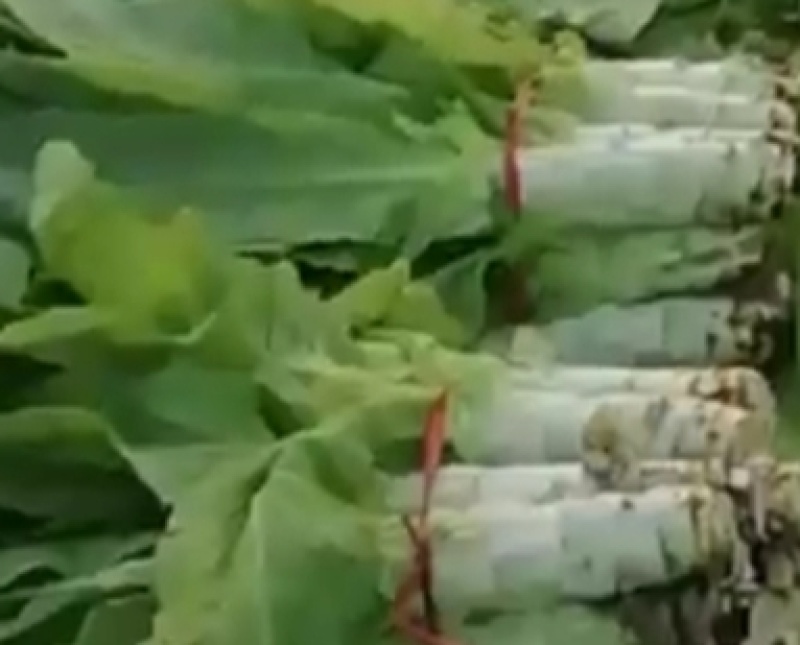 圆叶露天白笋大量上市，无黄叶裂口，代客看货