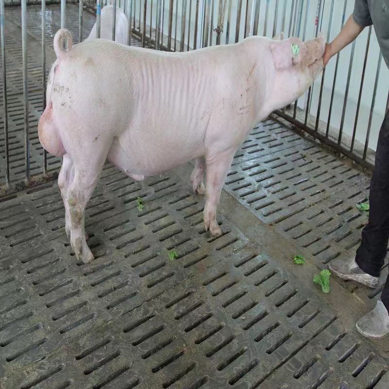 杜洛克种猪苗