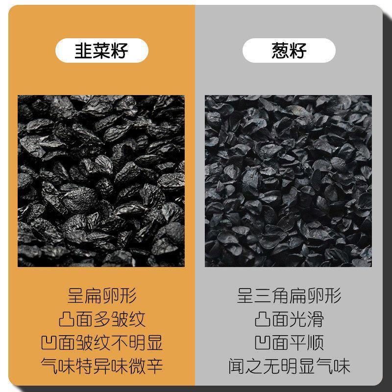 韭菜籽中药材韭菜子粉持男性久大宽叶红根生韭菜籽茶非炒熟泡