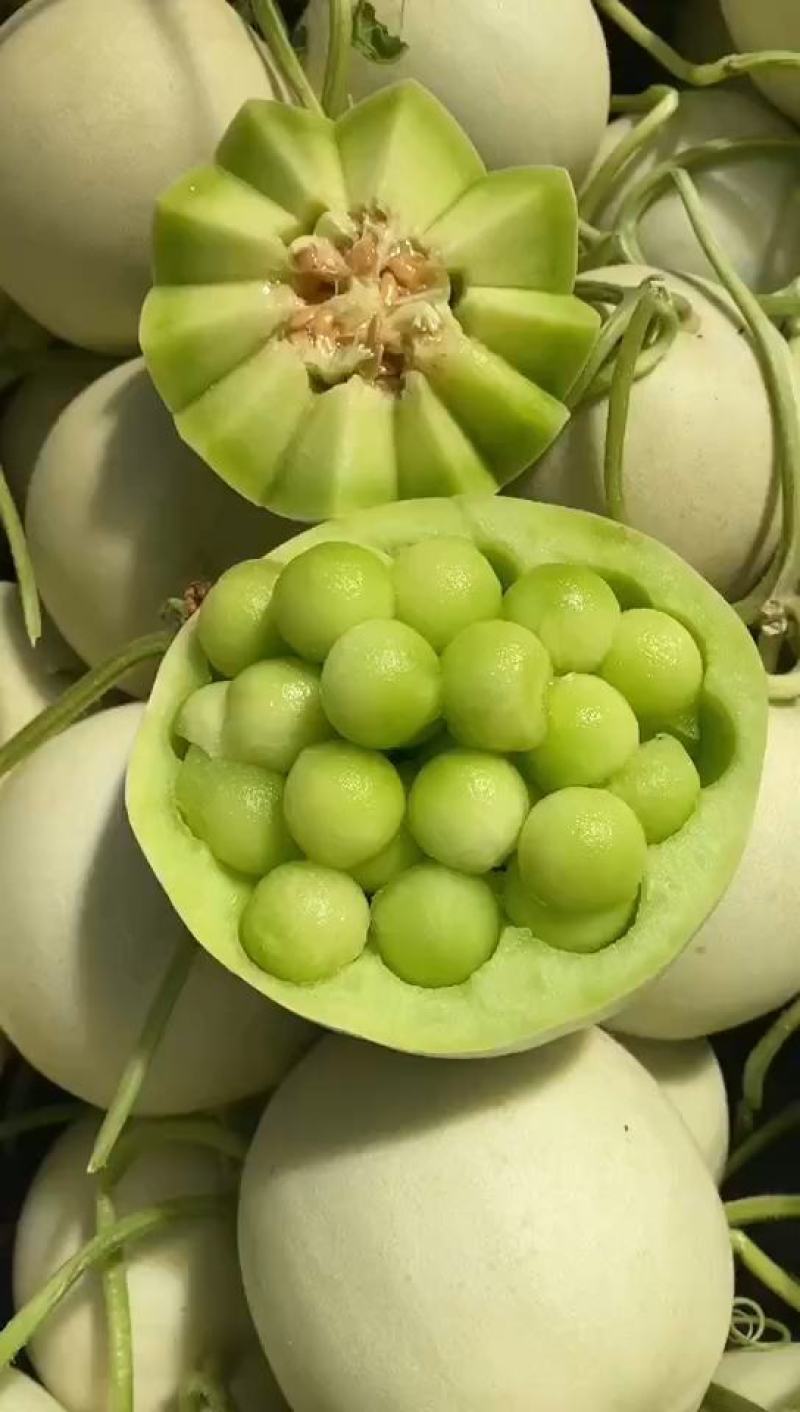 山东头茬玉菇甜瓜一件代发品质保证产地直发电商代发稳定供应