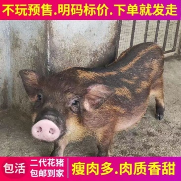 山猪野猪