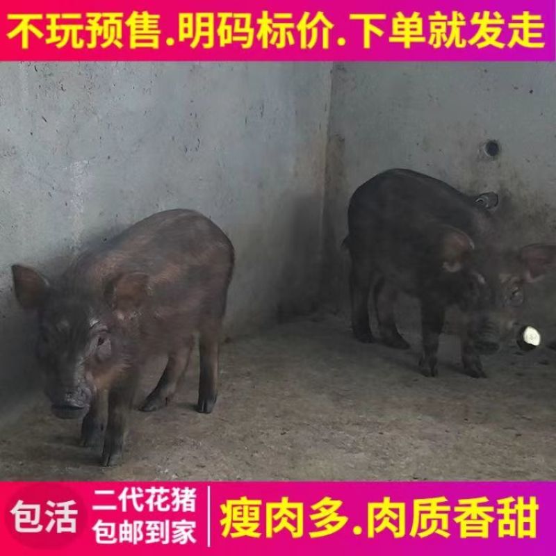山猪野猪