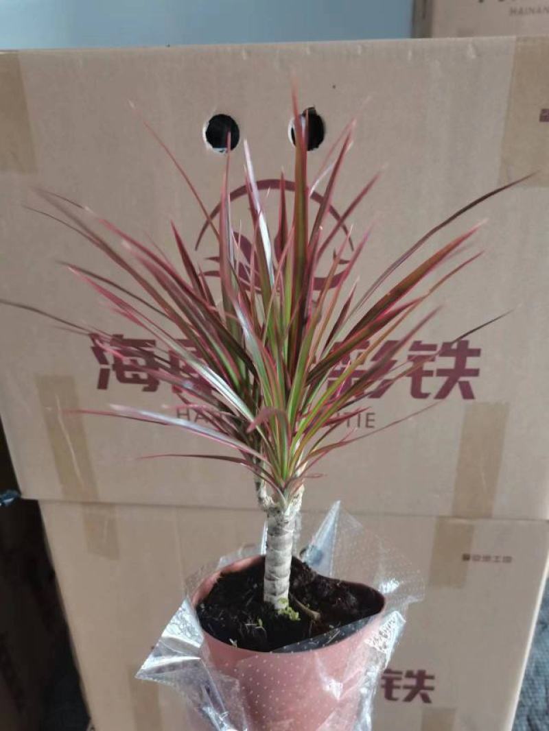 七彩铁七彩缤纷千年木室内室外居家办公必备园艺绿天植盆栽