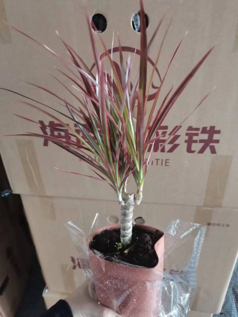 七彩铁七彩缤纷千年木室内室外居家办公必备园艺绿天植盆栽