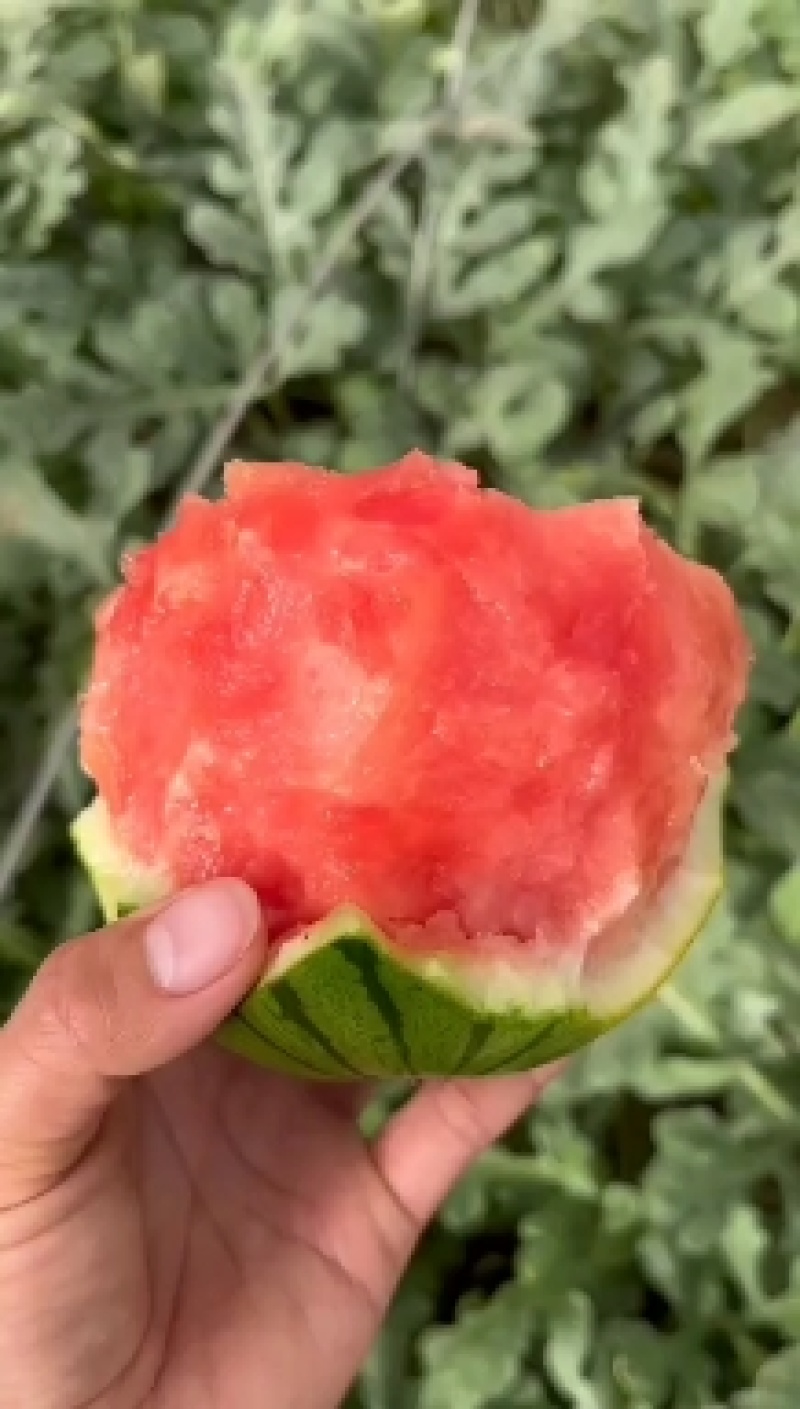 2k地爬西瓜吊瓜《红绿间的乐趣》当然，西瓜是绿皮红壤