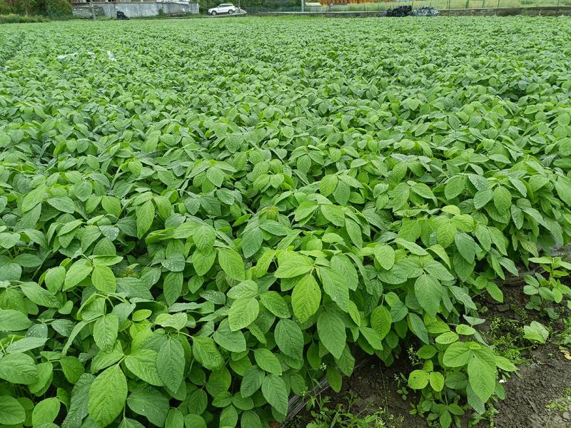 毛豆毛豆夹，生态种植，颗粒饱满，新鲜采摘，种植基地直发。