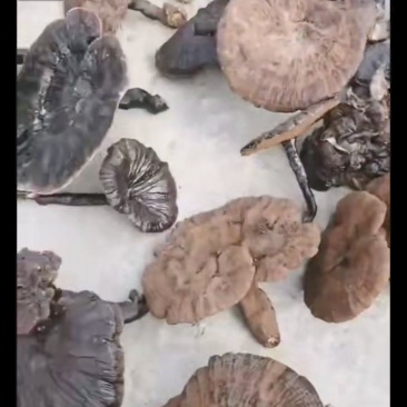 野生灵芝