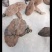 野生灵芝
