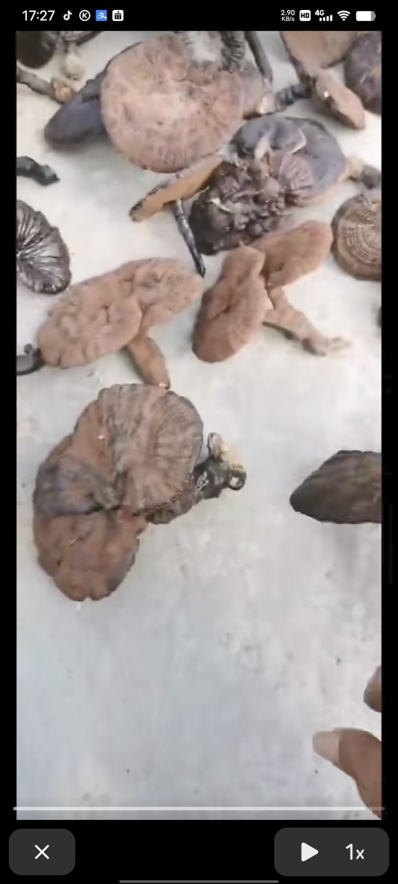 野生灵芝