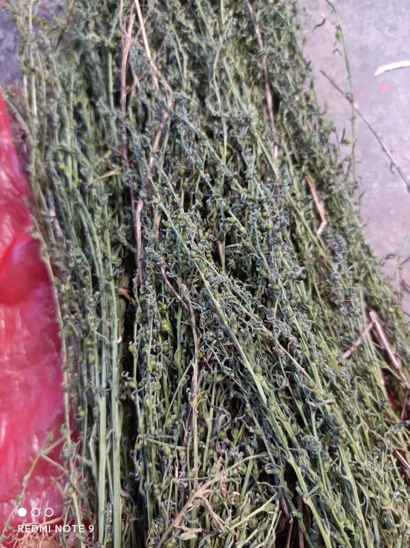 百蕊草河南信阳基地直发量大从优欢迎电联下单